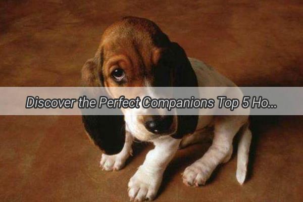 Discover the Perfect Companions Top 5 Homey Hounds for Elders